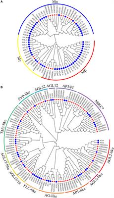 Genome-wide identification, interaction of the MADS-box proteins in Zanthoxylum armatum and functional characterization of ZaMADS80 in floral development